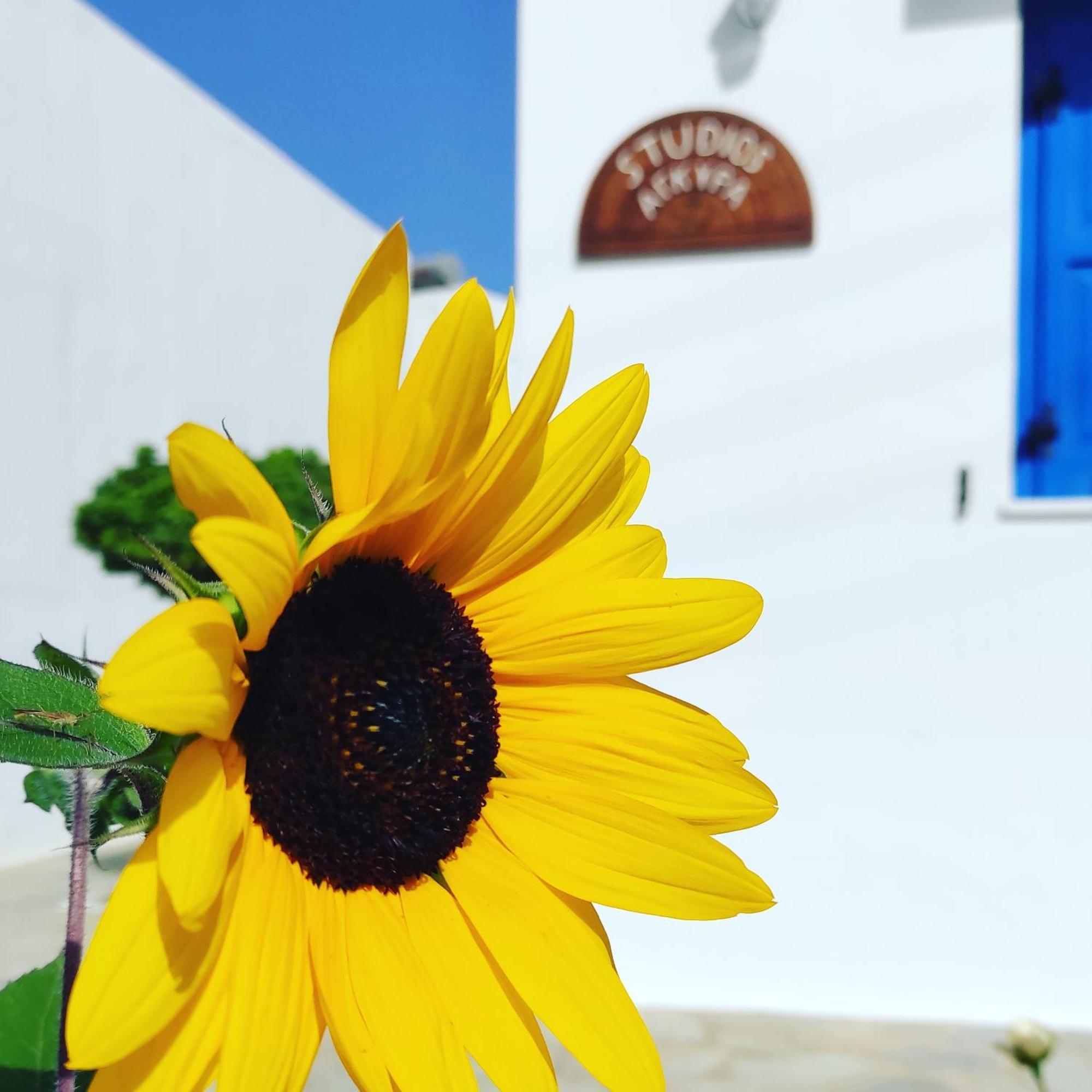 Studios Αγκυρα Livadi  Extérieur photo